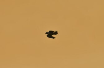 zabrat meme coin airdrop na starknet dlja novichkov