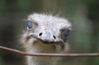 zabrat pepe airdrop na starknet masshtabnyj