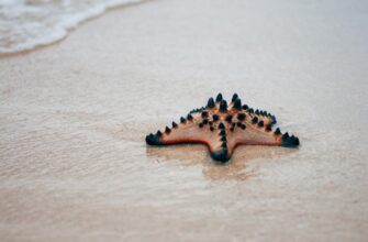 farmit dohod sol na kraken staking samyj vysokij apy