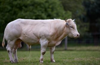 farmit dohod solana na beefy dlja novichkov