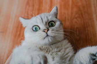 farmit dohod usdt na coinbase staking gibkij depozit