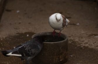 kak kupit bitkoin za lari nalichnymi v moskve mgnovenno