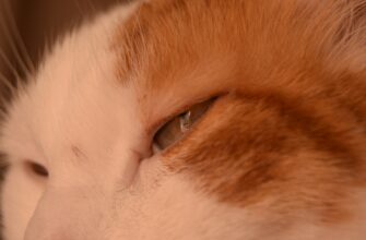 kak platit dohody stejkinga v kazahstane dlja novichkov
