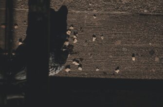 luchshij dohod sol coinbase staking