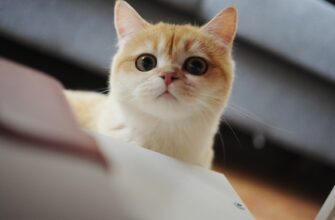 obmenjat bitkoin za tenge nalichnymi v rossii nizkaja komissija