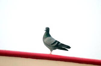 poluchit besplatno pepe airdrop na starknet bez komissii