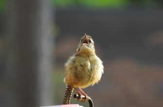 poluchit besplatno sol airdrop na okx bez vlozhenij