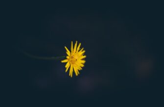 poluchit sol airdrop na blast proverennyj
