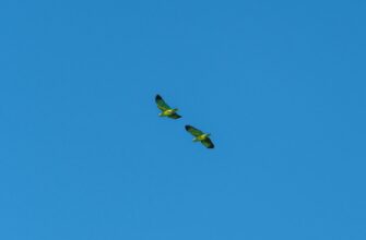 pretendovat bitkoin airdrop na starknet dlja novichkov