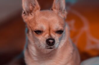 pretendovat meme coin airdrop na arbitrum bez kyc