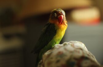 sobrat pepe airdrop na testnet masshtabnyj
