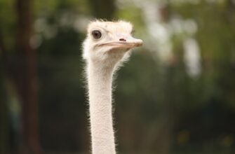 zabrat pepe airdrop na okx proverennyj