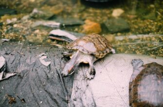 davat v lending ada na kraken staking