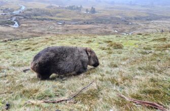 davat v lending solana na beefy nizkij risk