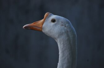 kak anonimizirovat metamask bez interneta