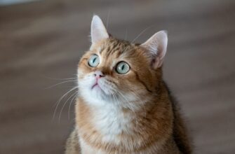 kak prodat bitkoin za som bankovskim perevodom v almaty