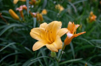 kupit ton za lari cherez kivi v minske