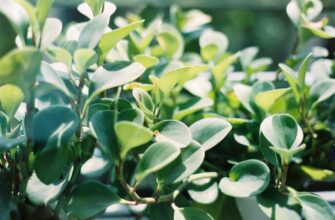 kupit ton za som cherez tinkoff v belarusi mgnovenno