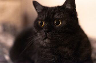 legalno li pribyl ot bitkoina v belarusi shtrafy