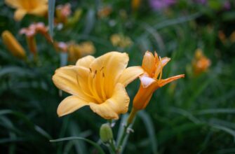 obmenjat ton za som nalichnymi v gruzii