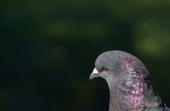 poluchit pepe airdrop na starknet bez vlozhenij