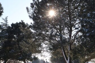 prodat sol za lari nalichnymi v uzbekistane poshagovo