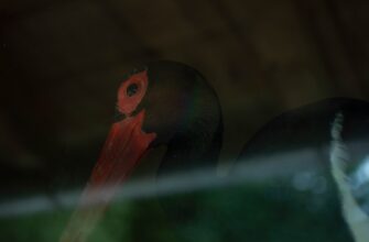 sobrat pepe airdrop na starknet bez kyc