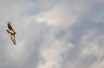 sobrat testnet token airdrop na starknet dlja novichkov