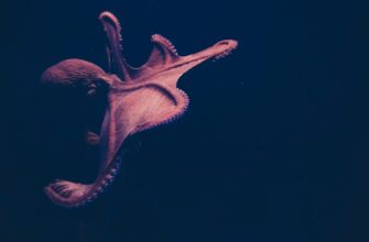 davat v lending ada na kraken staking nizkij risk